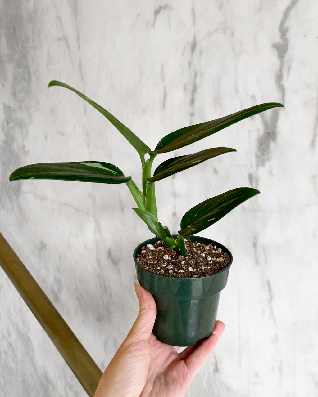 Variegated Monstera Standleyana – Hammer + Vine