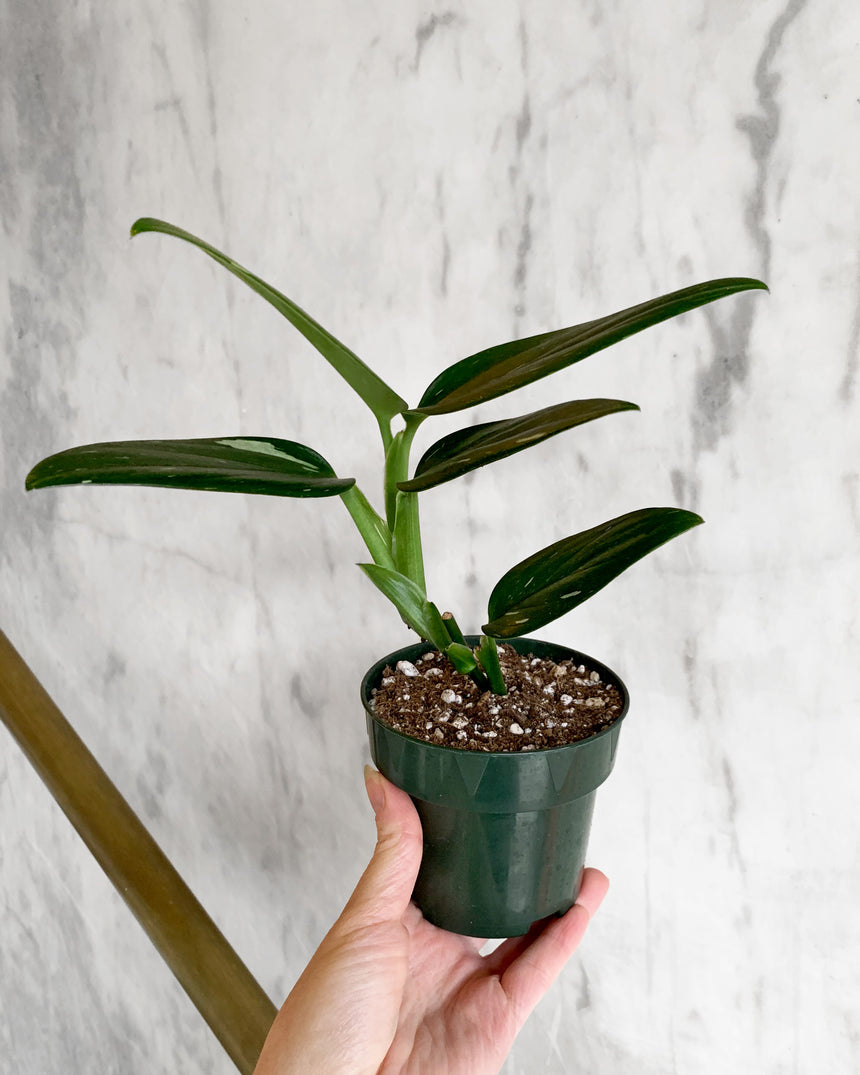 Variegated Monstera Standleyana