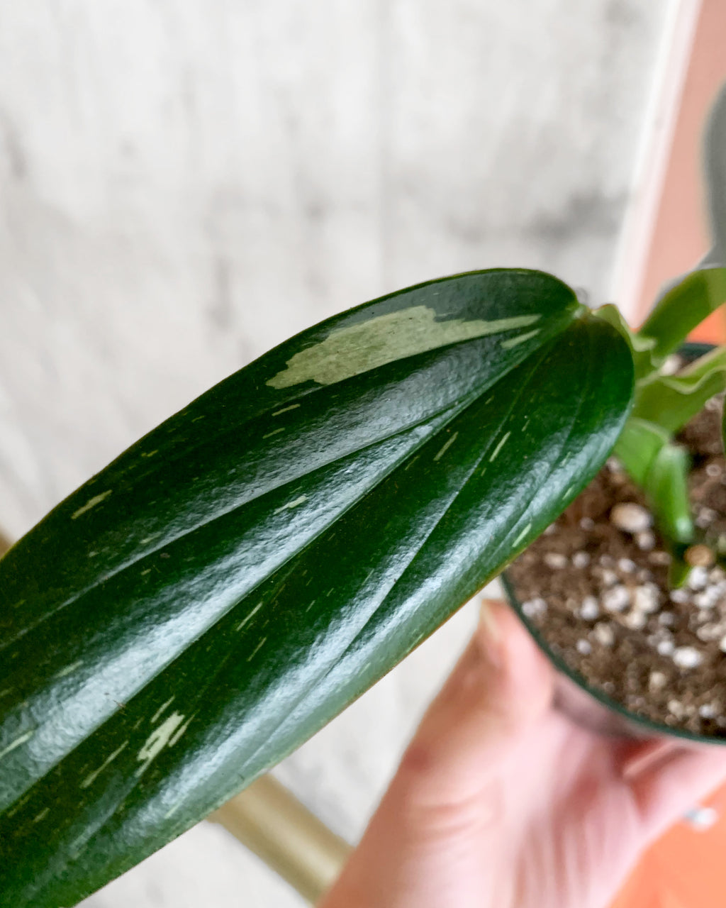 Variegated Monstera Standleyana – Hammer + Vine