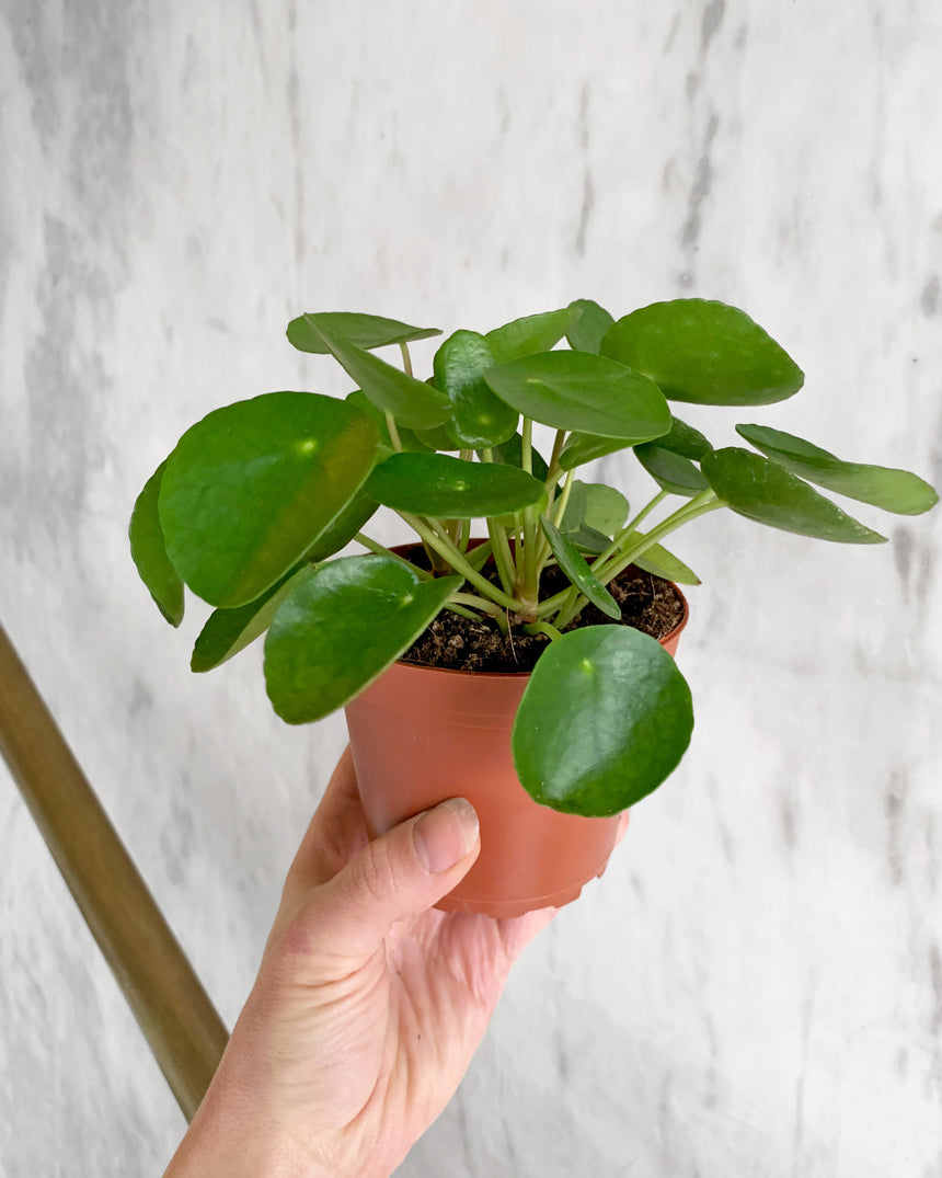 Pilea Peperomiodes 'Friendship Plant'