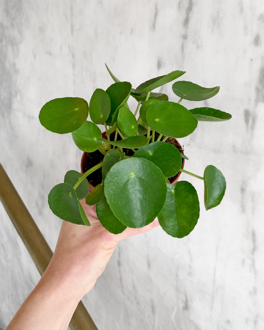 Pilea Peperomiodes 'Friendship Plant'