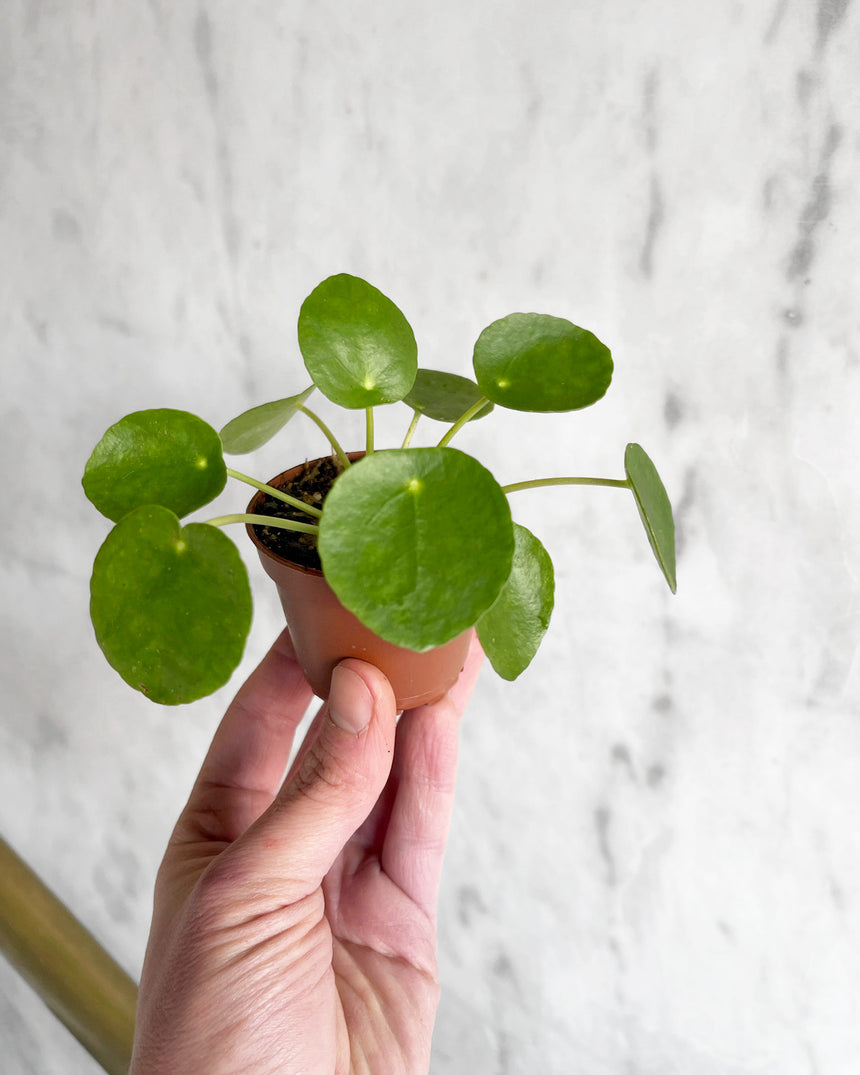 Pilea Peperomiodes 'Friendship Plant'