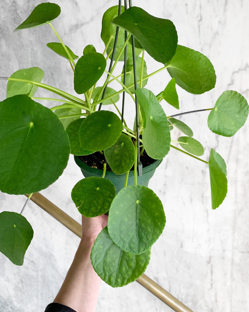 Pilea Peperomiodes 'Friendship Plant'