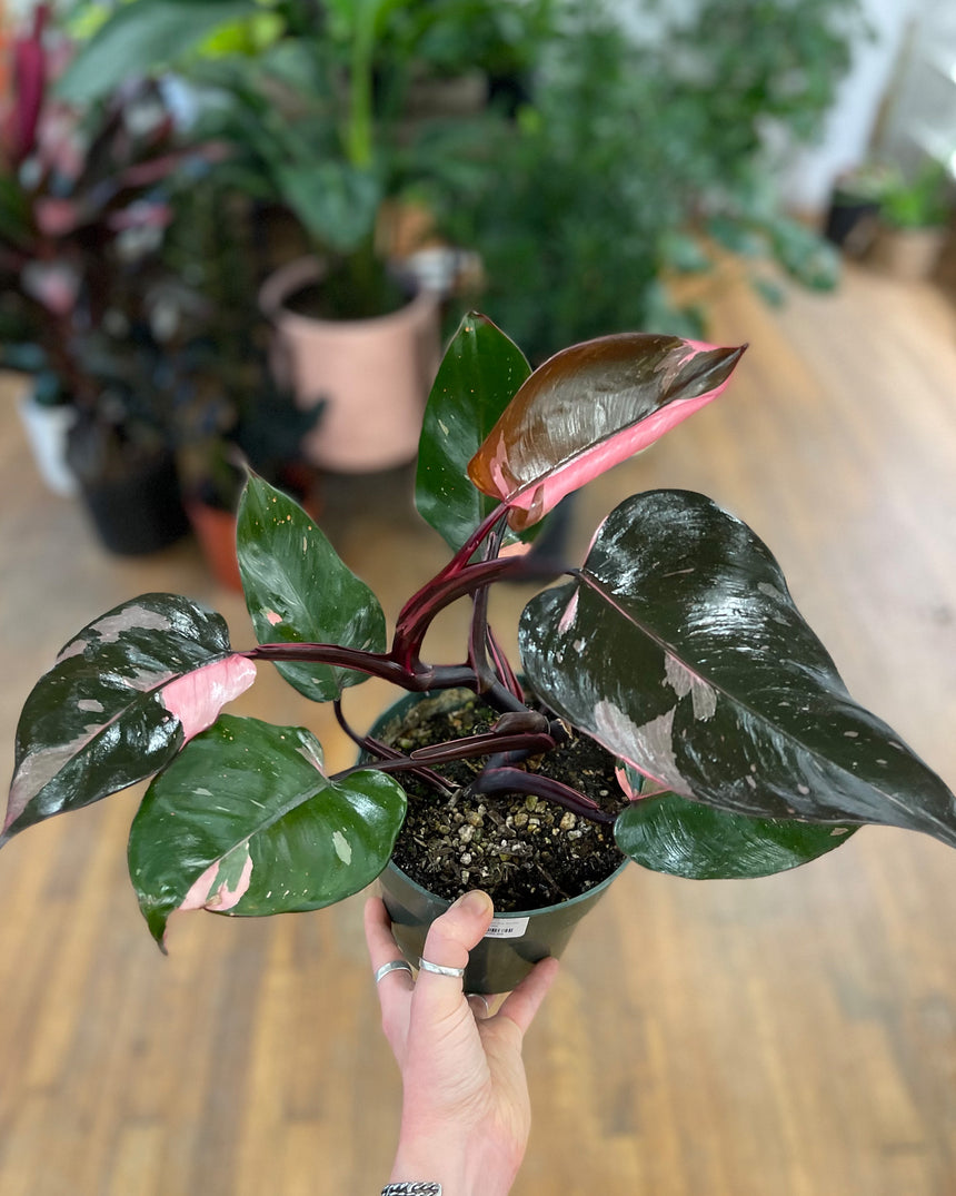 Philodendron Pink Princess