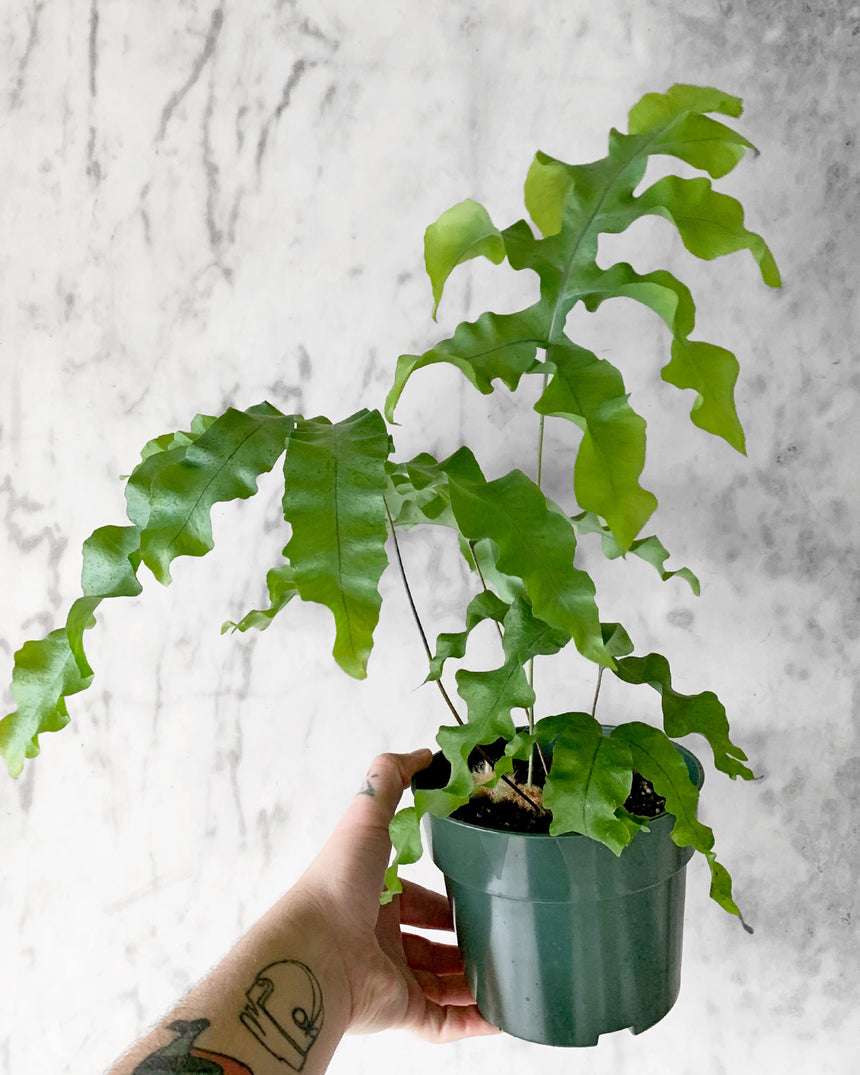 Polypodium Aureum Mandianum 'Bear Paw Fern'