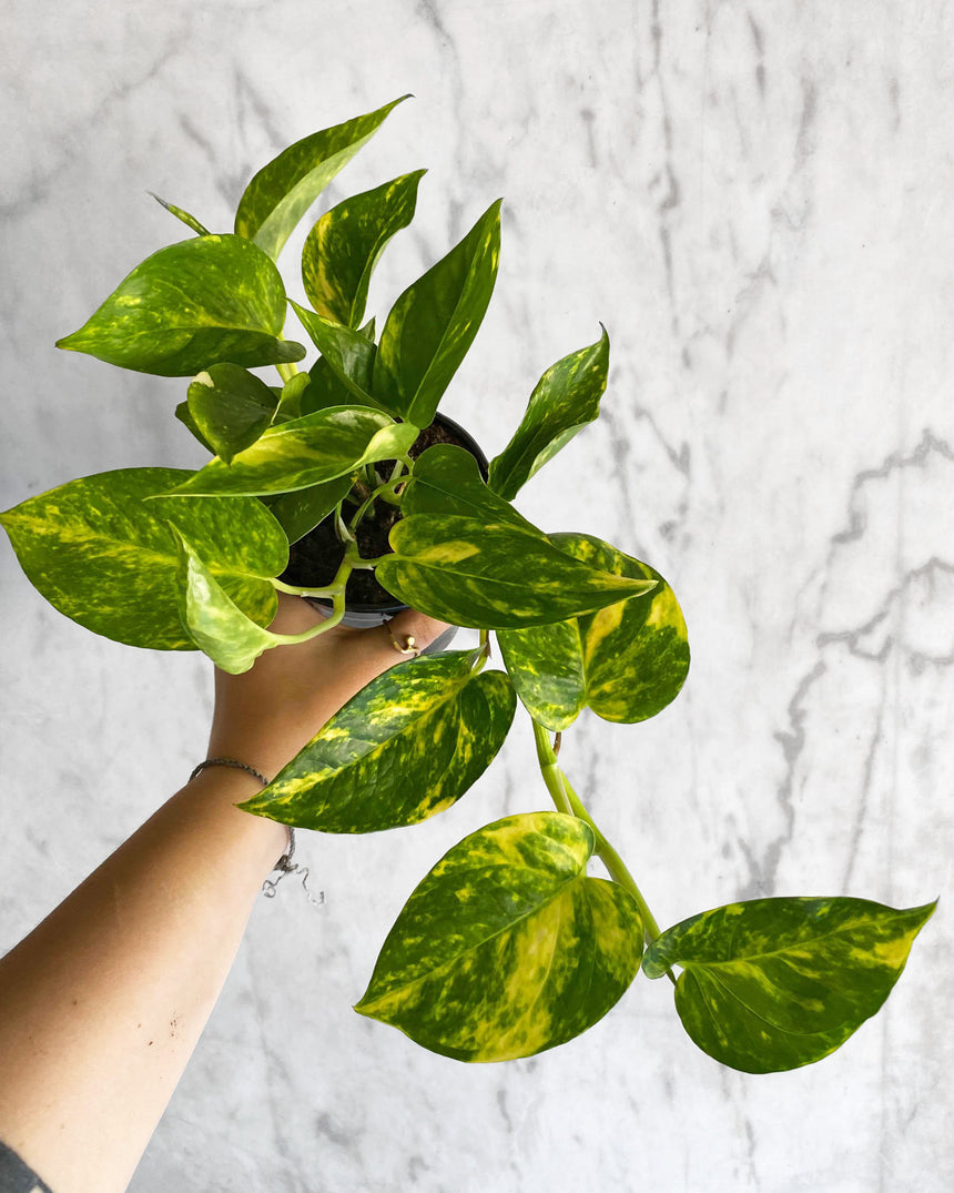Trailing Pothos plant with green heart-shaped leaves in a hanging pot