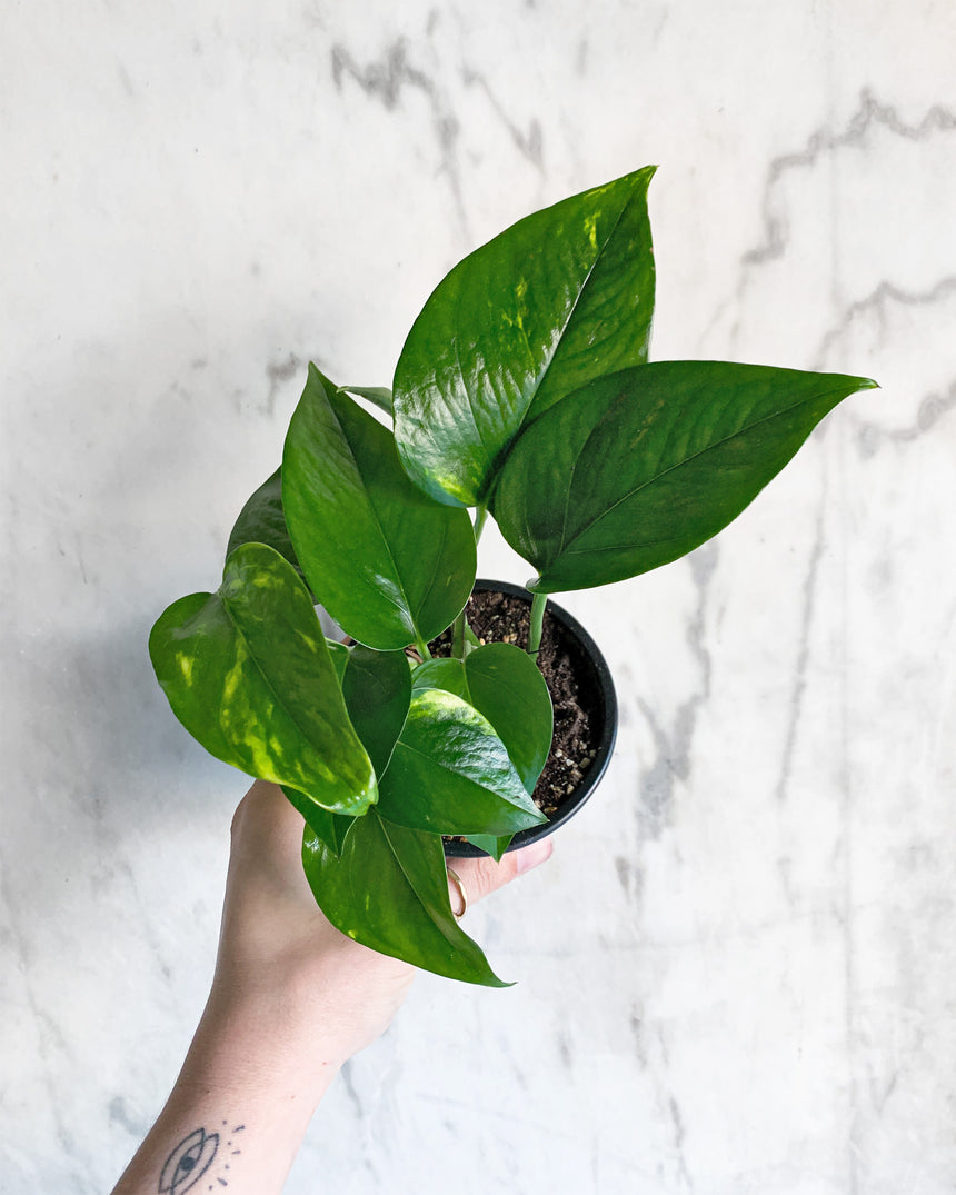 Trailing Pothos plant with green heart-shaped leaves in a hanging pot