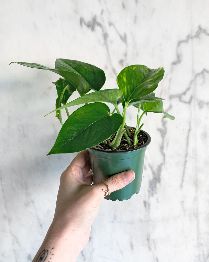 Trailing Pothos plant with green heart-shaped leaves in a hanging pot