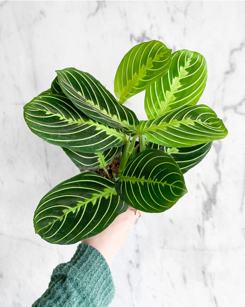 Maranta Leuconeura Prayer Plant 'Lemon Lime'