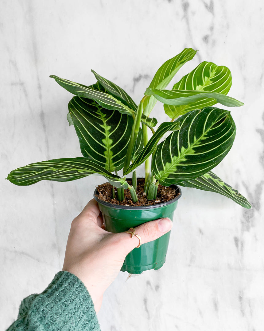 Maranta Leuconeura Prayer Plant 'Lemon Lime'