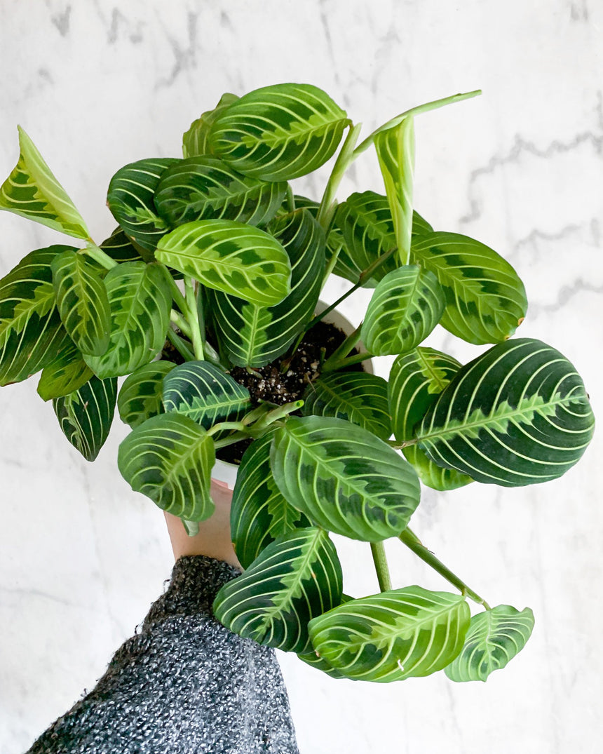 Maranta Leuconeura Prayer Plant 'Lemon Lime'