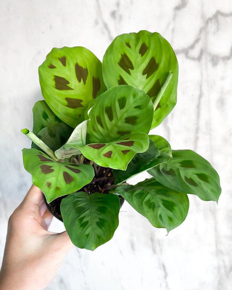 Prayer Plant Maranta Leuconeura Kershoveana with green leaves and dark markings