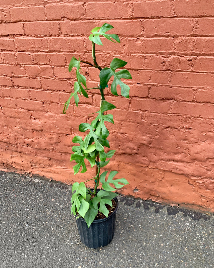 Rhaphidophora TTetrasperma