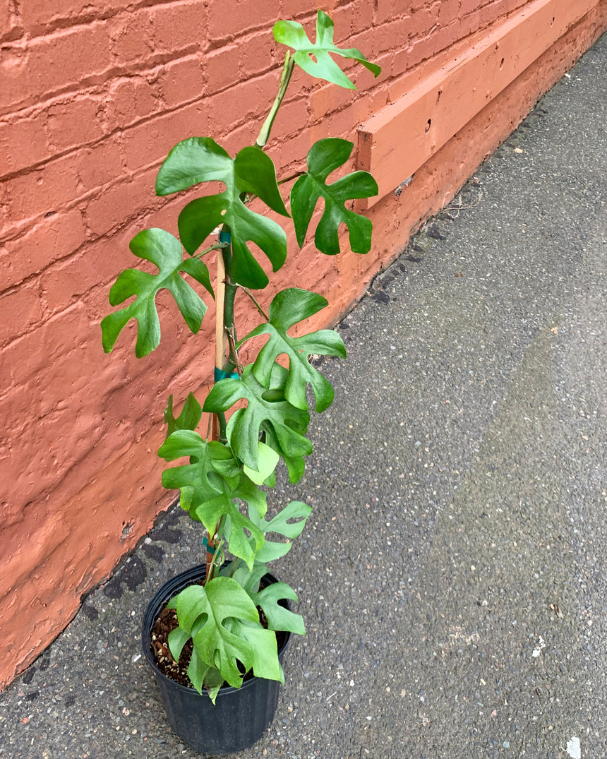 Rhaphidophora TTetrasperma