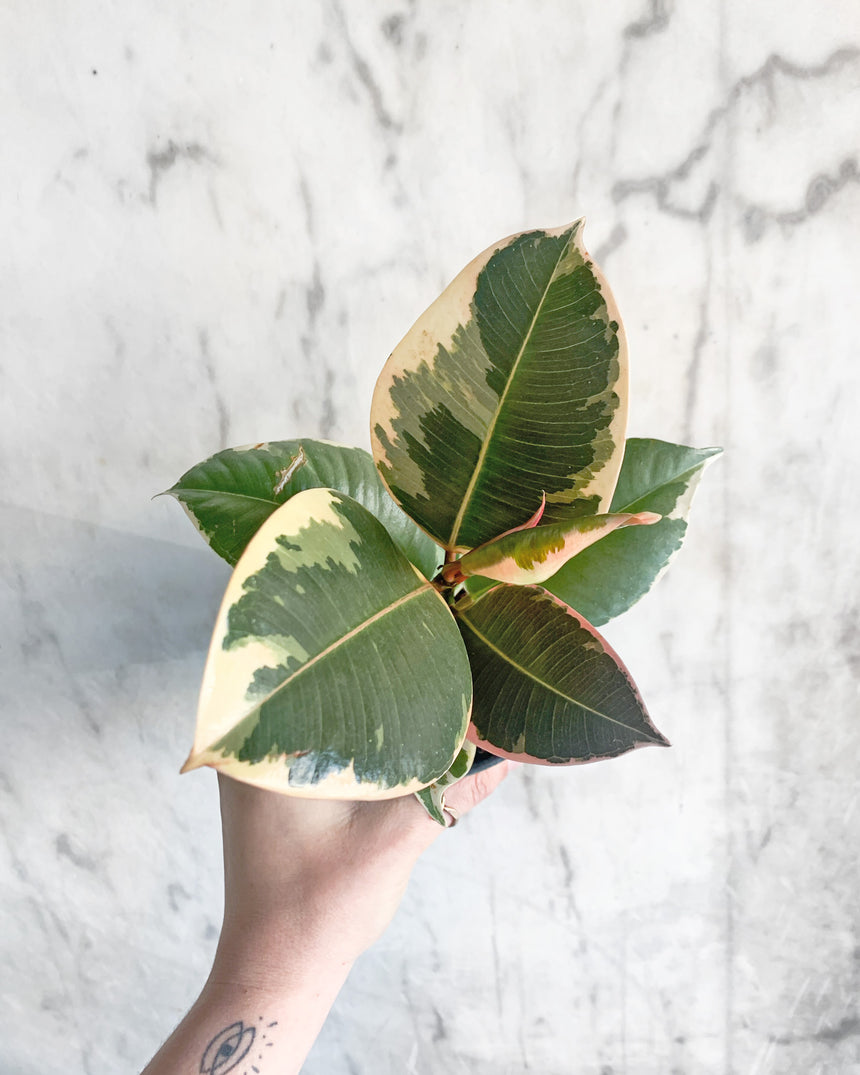 Rubber Tree 'Tineke'