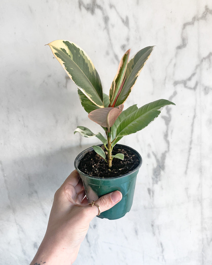 Rubber Tree 'Tineke'