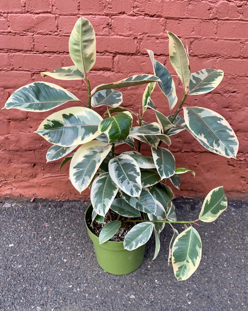 Rubber Tree 'Tineke'