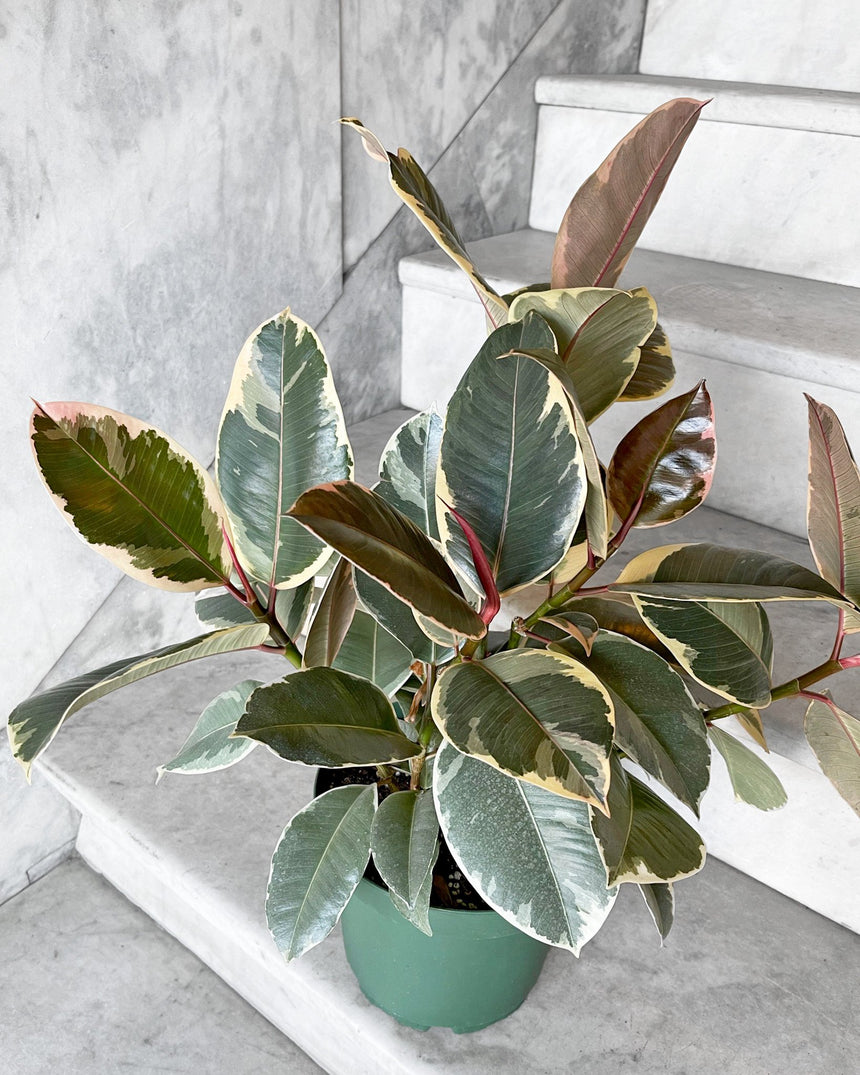 Rubber Tree 'Tineke'