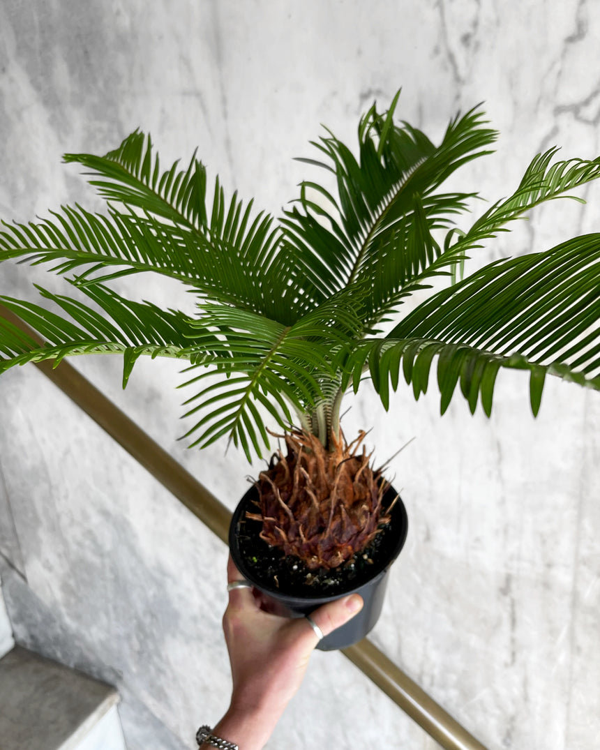 Sago Palm