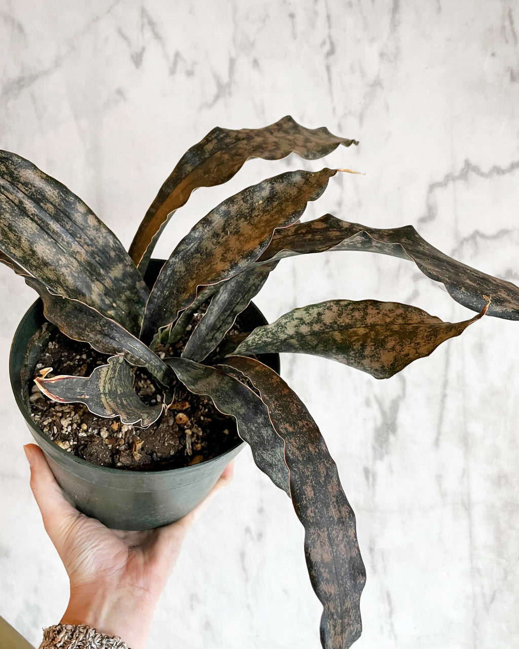 Sansevieria Kirkii Pulchra 'Coppertone' 6in – Hammer + Vine