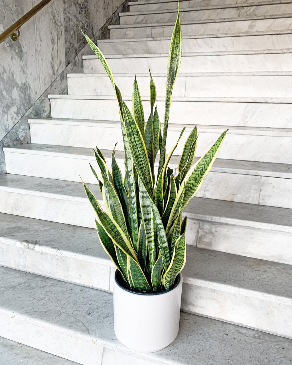 sansevieria laurentii light Sansevieria Laurentii Snake Plant – Easy Care, Low Light to Bright Light