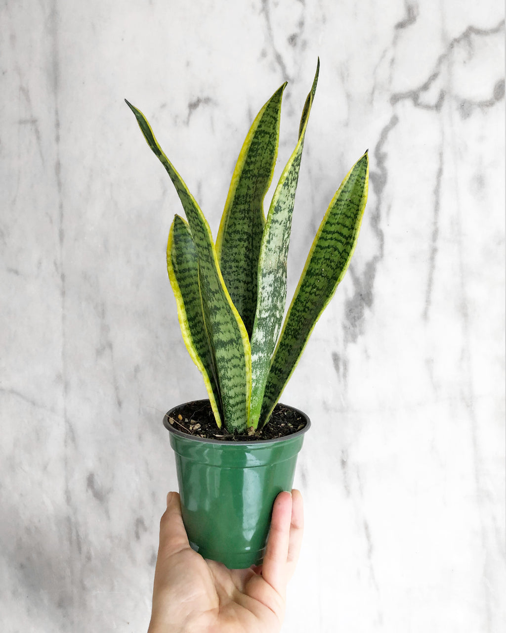 sansevieria laurentii Sansevieria Laurentii Snake Plant – Easy Care, Low Light to Bright Light