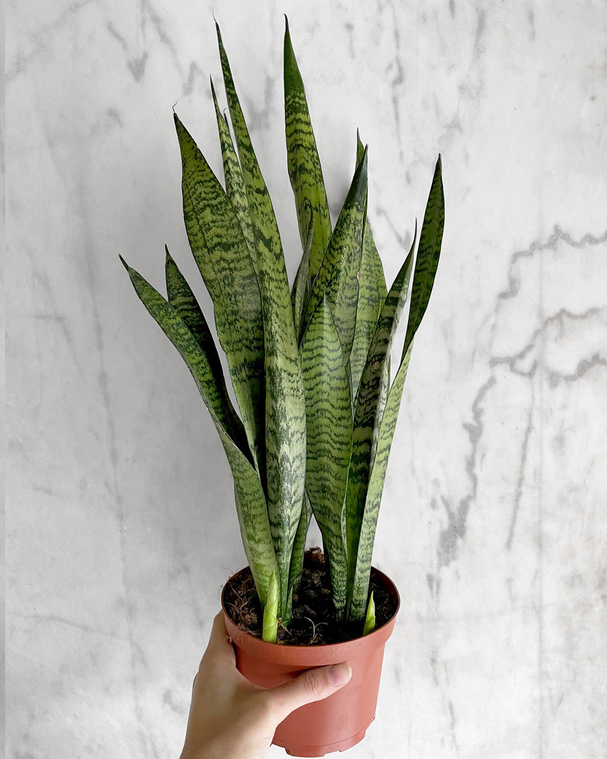 Sansevieria Zeylanica Snake Plant