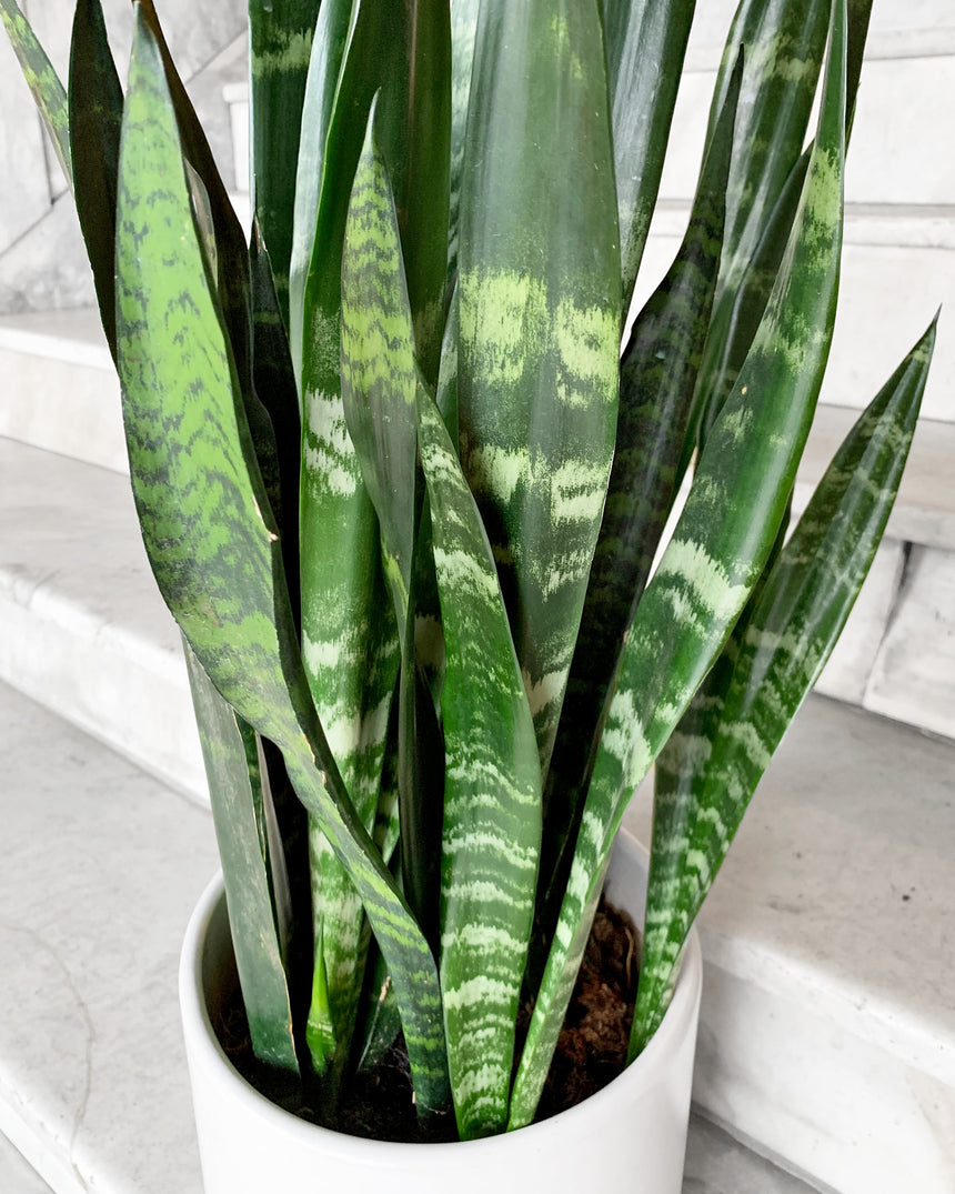 Sansevieria Snake Plant 'Black Coral'
