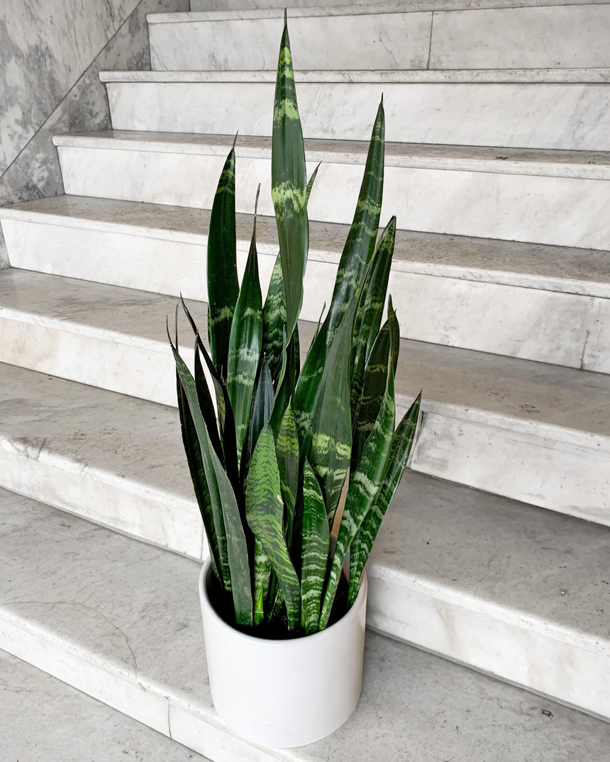 Sansevieria Snake Plant 'Black Coral'