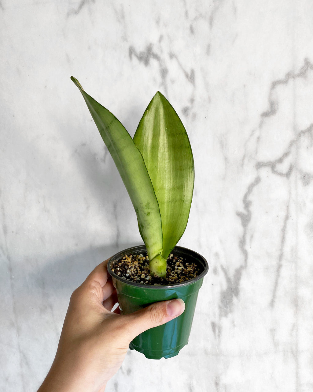 snake plant moonshine Easy to Grow Bulbs Sansevieria Moonshine Houseplant