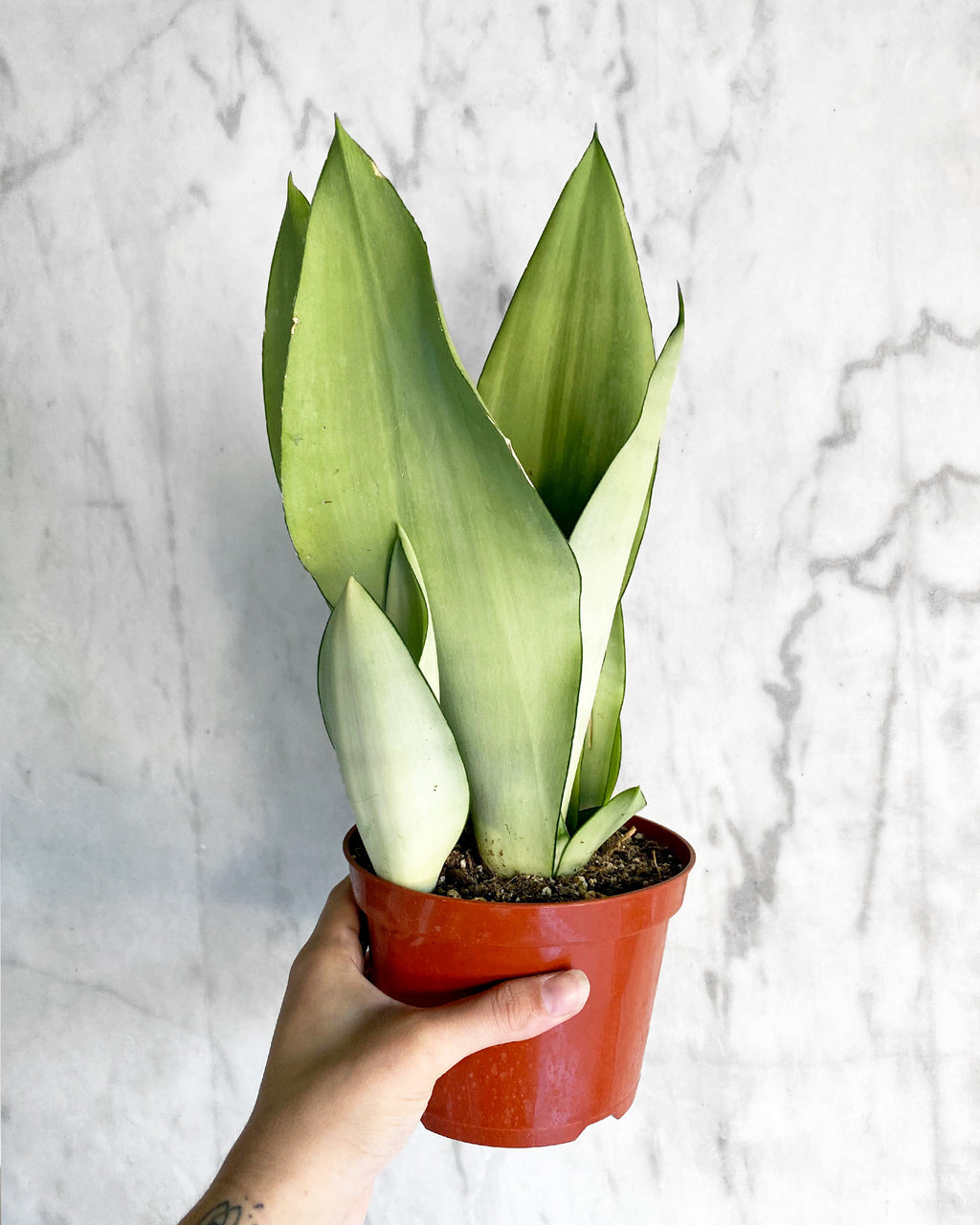 finger plant succulent Blue Chalk Sticks 'Senecio mandraliscae'
