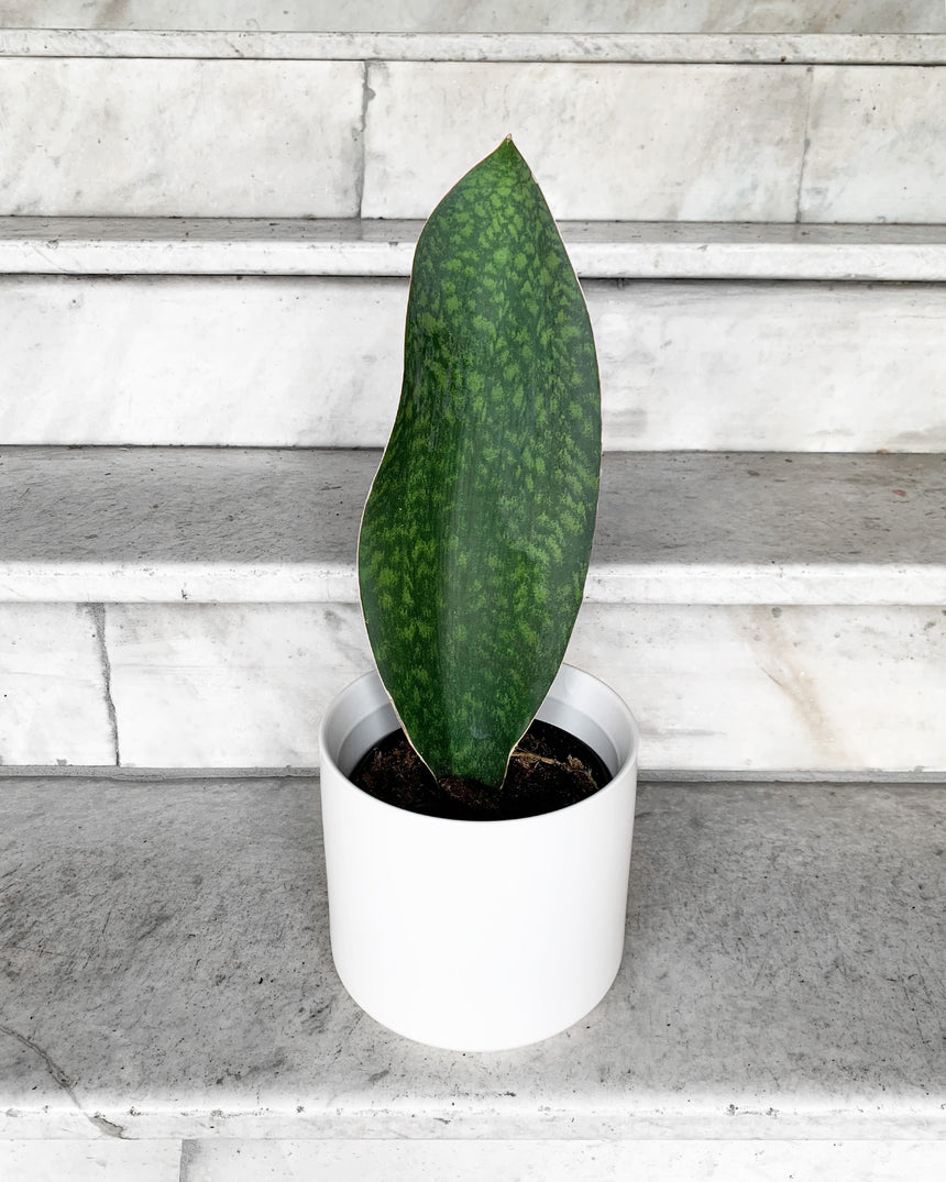 Sansevieria masoniana 'Whale Fin' with large paddle-shaped mottled leaf in ceramic pot