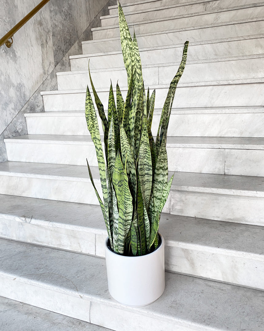 Sansevieria Zeylanica - Snake Plant