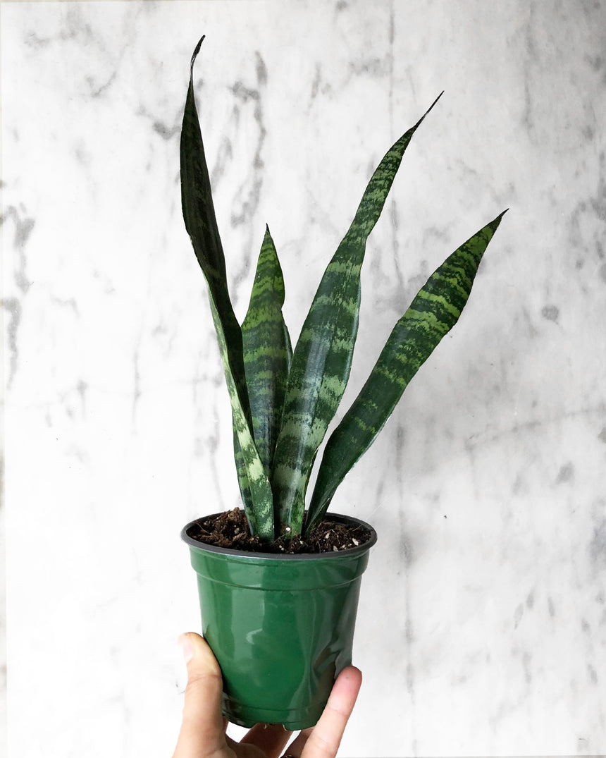 Sansevieria Zeylanica Snake Plant