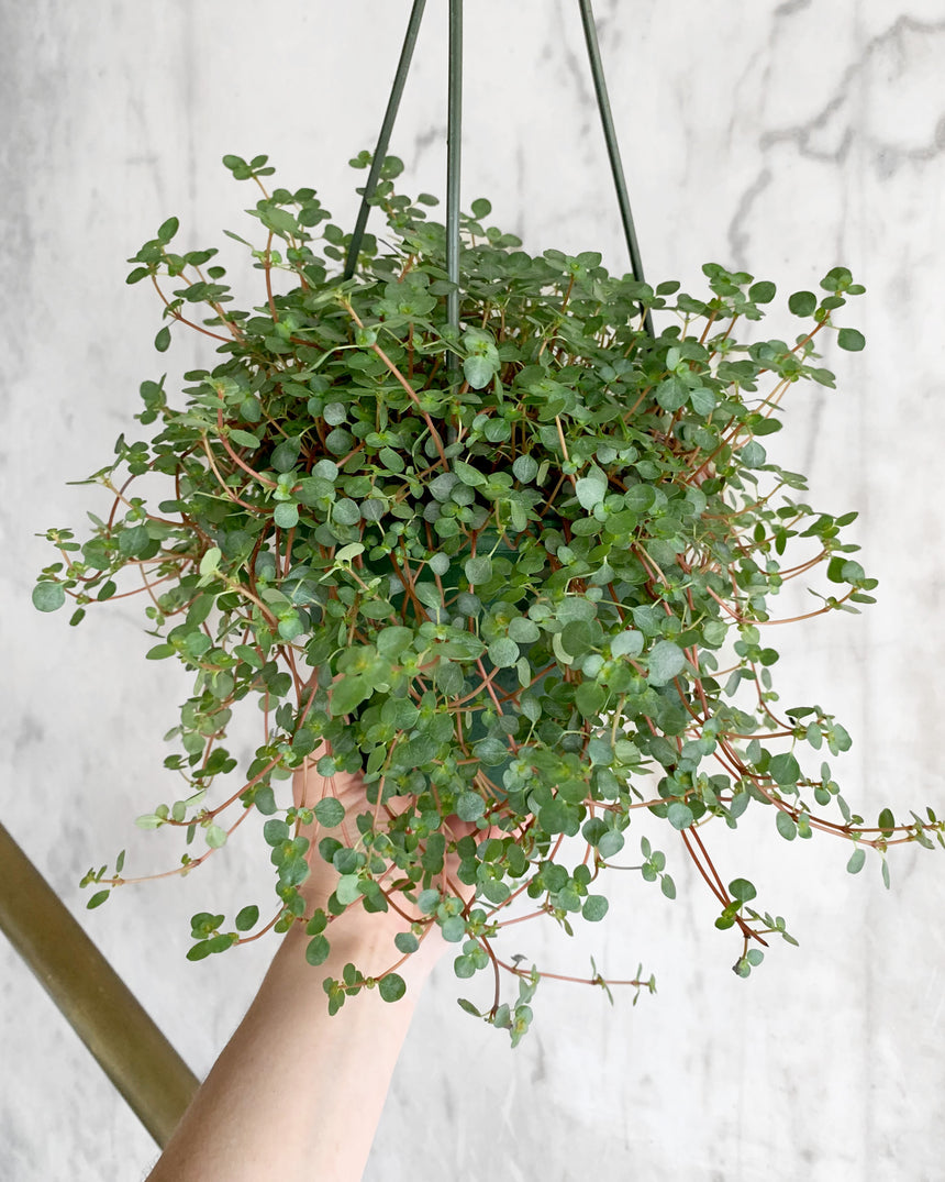 Silver Sparkle Pilea