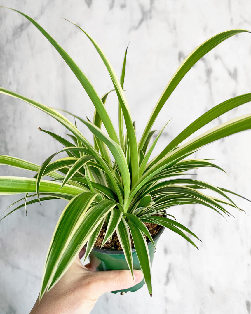 Spider Plant with arching striped green and white leaves