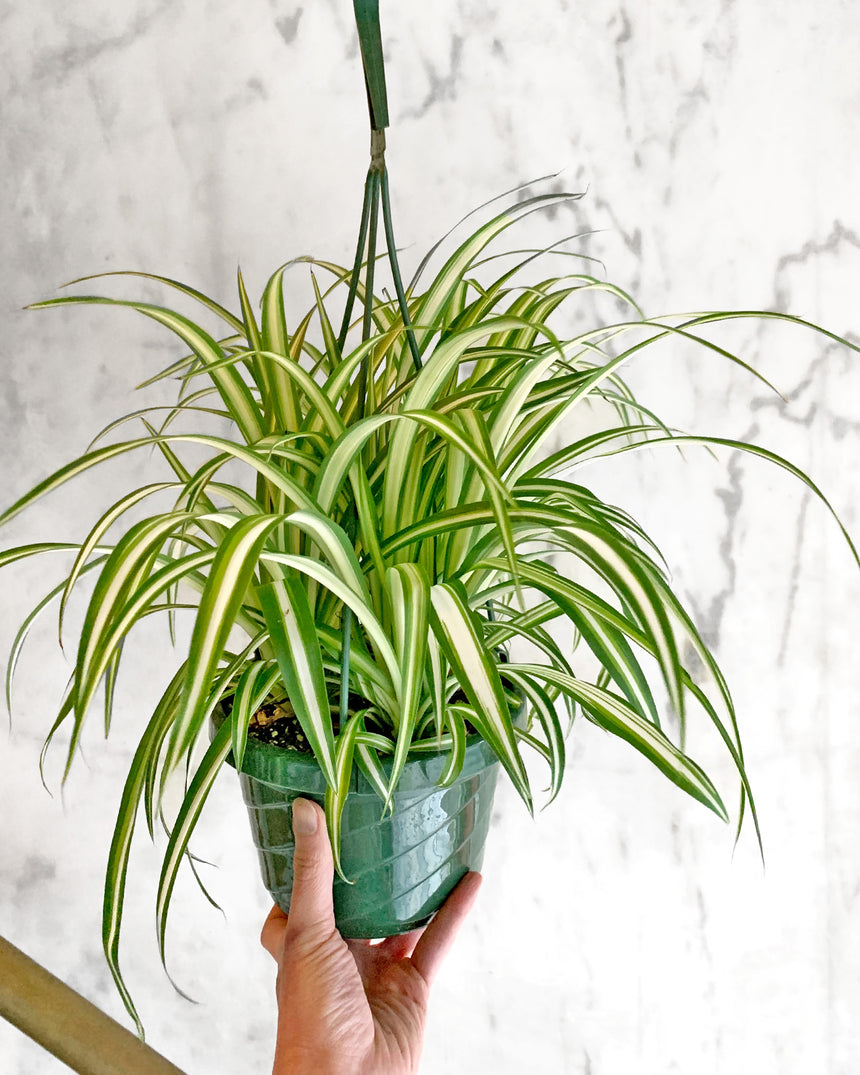 Spider Plant with arching striped green and white leaves