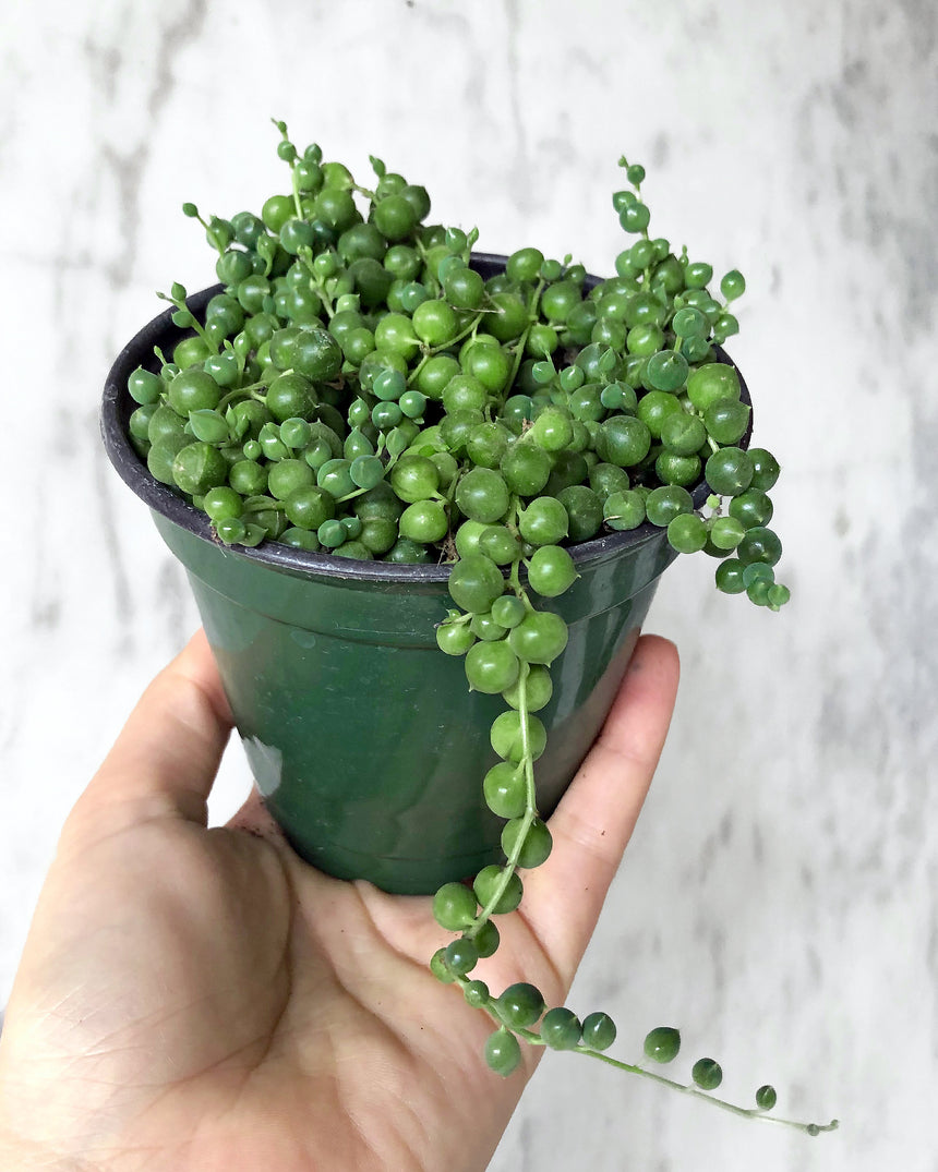 String of Pearls