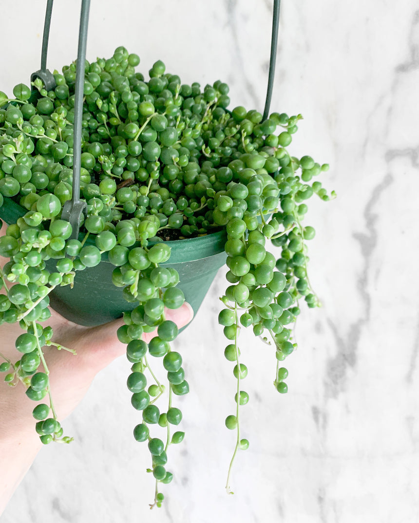 String of Pearls