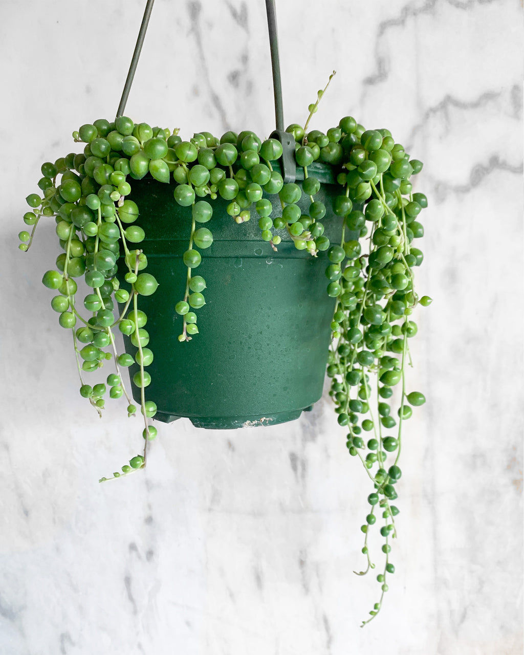 mother of pearl hanging plant String of Pearls – Hammer + Vine
