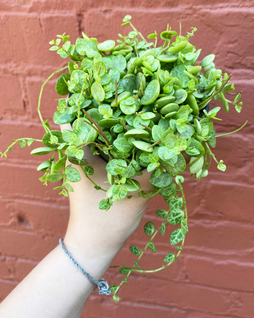 Peperomia 'String of Turtles'