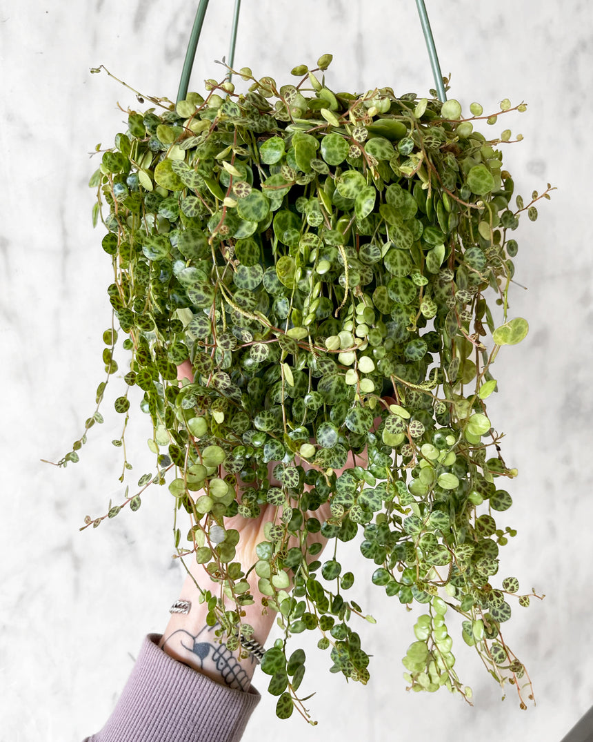 Peperomia 'String of Turtles'