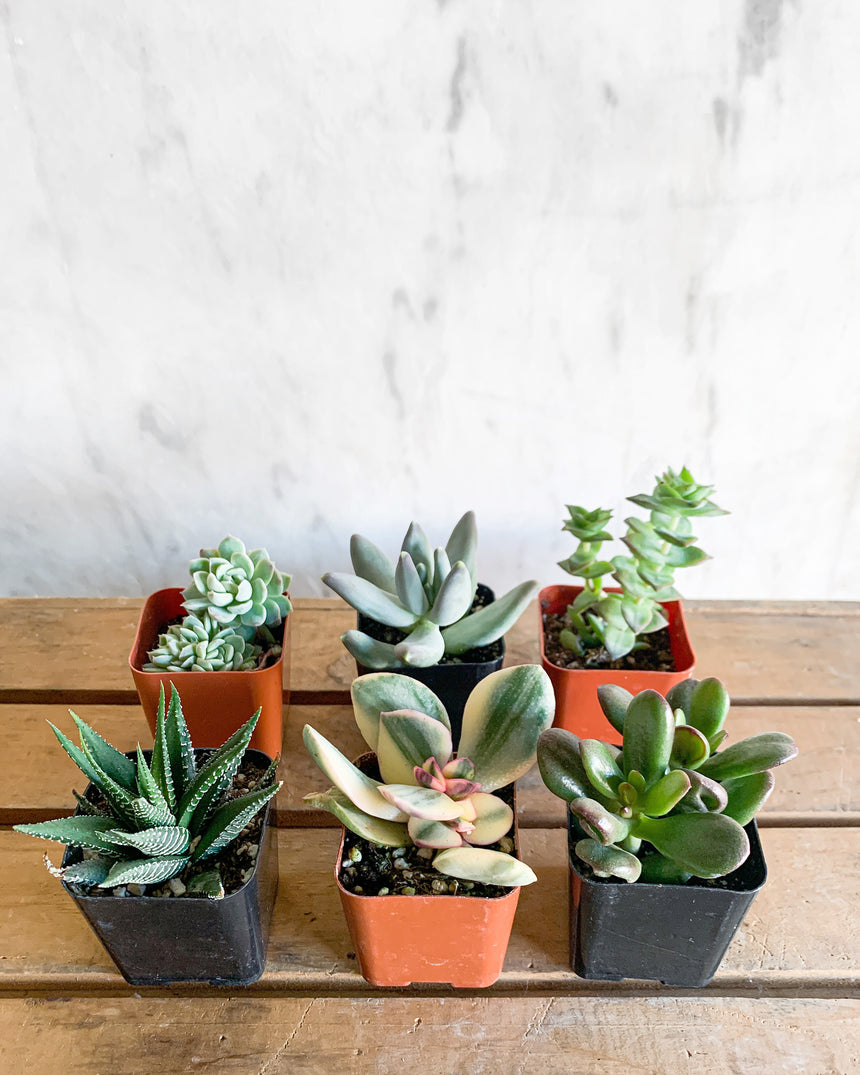 Littles–Succulents & Cacti