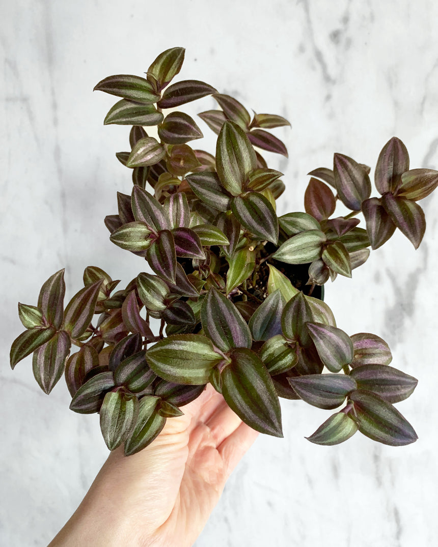 Tradescantia Zebrina Purple