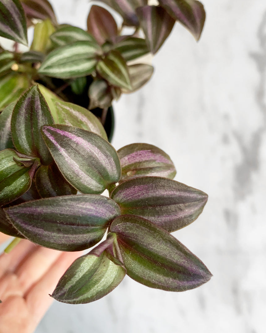 Tradescantia Zebrina Purple