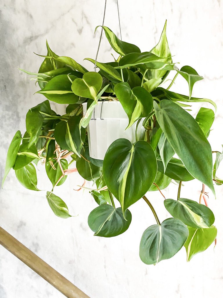 philodendron cordatum brasil Philodendron Cordatum 'Brasil'
