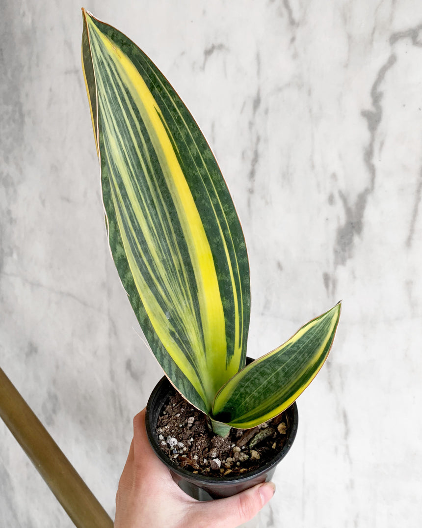 Variegated Sansevieria Masoniana 'Whale Fin'