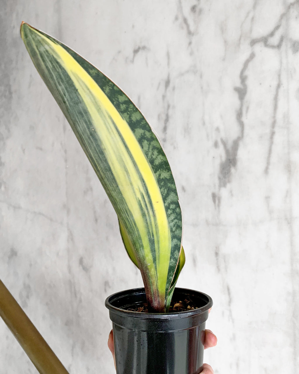 sansevieria masoniana f. variegata Variegated Whale Fin Snake Plant