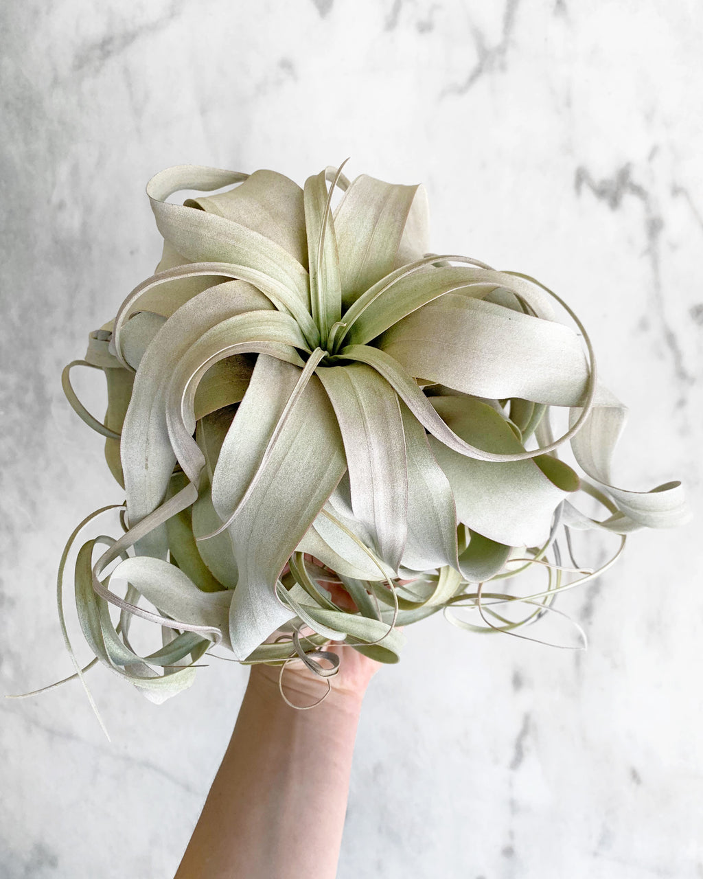vine air plants Tillandsia Xerographica Air Plant