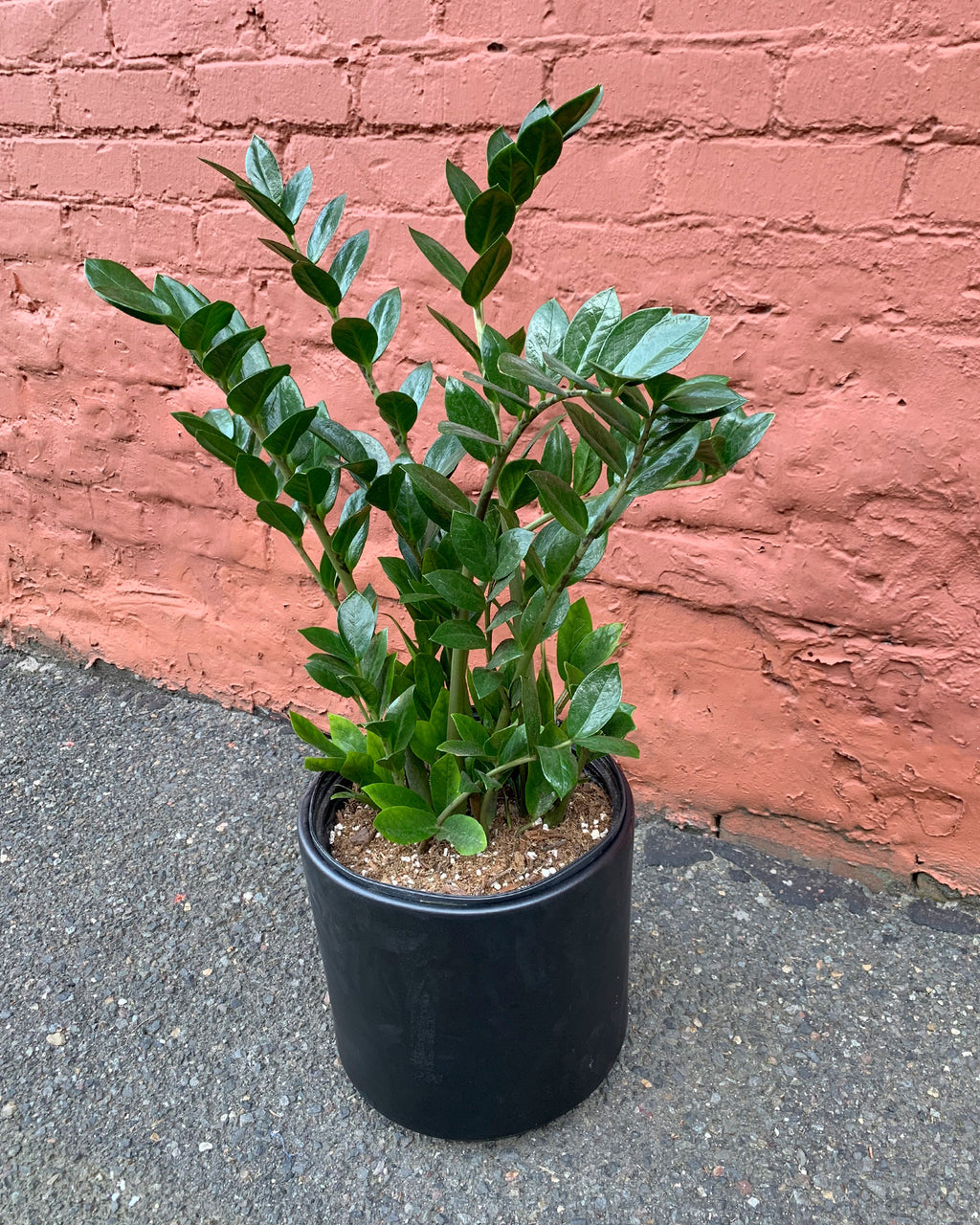 buy a zz plant ZZ Plant Zamioculcas Zamiifolia – Hammer + Vine